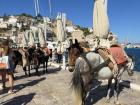 Donkeys in Hydra