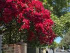 Flowers blooming along Main Road on my walk to the grocery store!