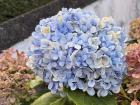 We are at the end of the blooming season, but the flowers still have blue in them!