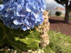 Hydrangeas grow outside the building where I work, so I come to look at them during lunchtime!