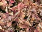 As the flowers start to wilt, what's left behind reminds me of spiderwebs!