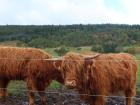 More coos to see