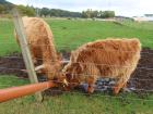 Furry coos hanging out