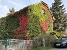 Ivy turning red on a village home