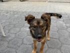 En Guatemala, a los perros callejeros se les llama "chuchos"