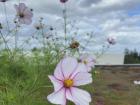 Wildflowers growing on an island in Sweden