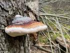 This mushroom reminds me of the ones in Mario Kart
