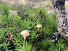 These tiny mushrooms were nestled in moss