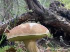 This mushroom was absolutely huge... bigger than my foot!