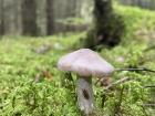 Can you see the little bug who made its home under this mushroom?