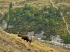 Can you see the Cogne ibex?