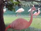 These vibrant flamingos make an unexpected home in the garden of Villa Invernizzi