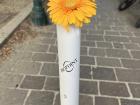 These beautiful flowers were being given out at a pop-up event on campus!