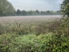 Morning fog settles over a field near my classrooms in Segrate, a green and peaceful corner of Milan’s suburbs