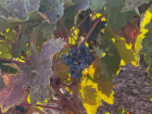 Fresh grapes in the vineyards of La Rioja