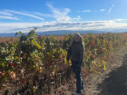 Beautiful vineyards in Laguardia