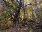 More crazy trees in the forest