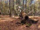 A rotting oak tree in the forest