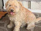 Lucky the dog