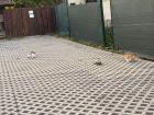 Some more stray cats nearby