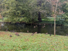 Ducks swimming in a park pond