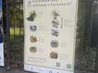 Discovering all the unique wildlife during my walk at  Łazienki Park (Royal Baths Park)