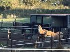 The horses on my way to work in Würselen