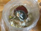 Súp cua: a crab soup with a 500 year old egg!