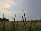 A rice field outside of Sóc Trăng with a giant golden Buddha
