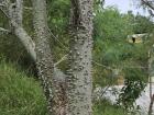 I would not want to climb this prickly tree