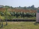 This sorghum field has just turned darker brown in the past week or two.