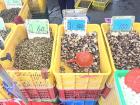 Shellfish at the morning market