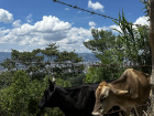 Two cows from the hike!