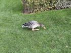I saw this duck one day while I was walking to class!