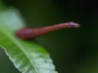 A large part of my week is recovering from bug and (see here!) leech bites I got in Chitwan