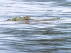 A gharial along the banks of a river in Chitwan