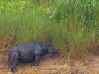 A one-horned rhino on the bank of a river along the boundary of Chitwan