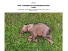 My story about Agbaibor, an orphaned baby elephant in Nigeria, was featured in National Geographic last week