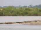 Gharials on the banks of a river in the Terai lowlands of Nepal
