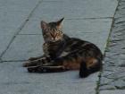 A stray cat I saw roaming the streets of Porto, Portugal
