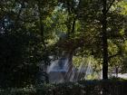 The coolest thing I saw in nature this week: sunbeams glowing through the rain and trees