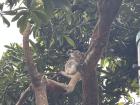 Look how high up this koala is