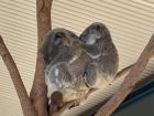 So adorable! These little koalas sleep up to 22 hours a day