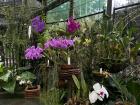 Beautiful flowers at Cairns Botanical Garden