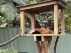 Here is a red panda--another animal that inhabits Australia