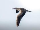 Another bird we saw flying above us (I think Ben said it was a gannet)
