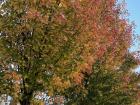 Leaves changing colors, signaling fall is here!
