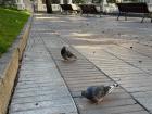 Pigeons eating their midday snack in the park