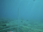A seagrass replanting fragment falling through the water towards a target set up on the seafloor during a drop test