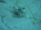 A curious Guinean Pufferfish examining a seagrass planting fragment, part of an experiment
